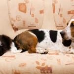 Cum poti scapa de petele de urina de la animalul tau