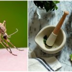 Cum sa combatem insectele din casa