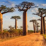 Cum sa calatoresti in Madagascar