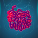 Fiziologia intestinului subtire
