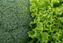 Importanța tratamentelor fitosanitare la legume, în solarii și grădini